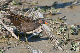 Spotted Crake