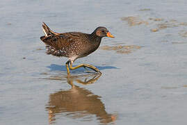 Spotted Crake