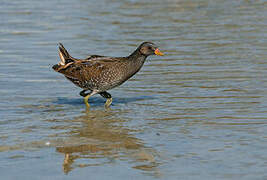 Spotted Crake