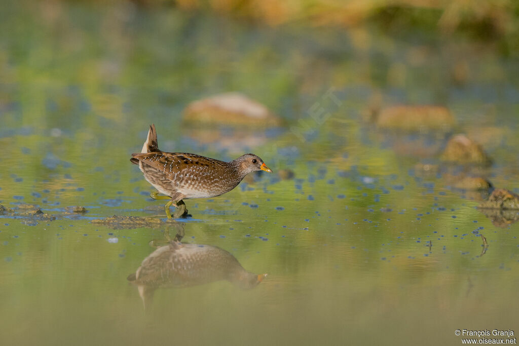 Spotted Crake