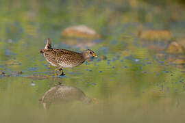 Spotted Crake