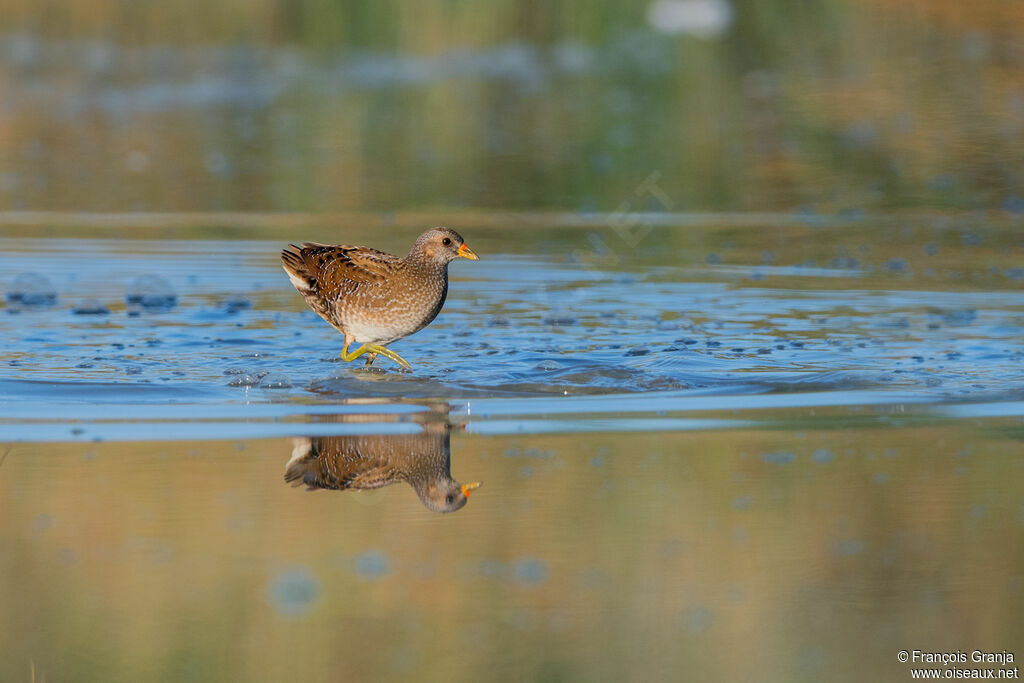 Spotted Crake