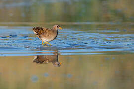 Spotted Crake