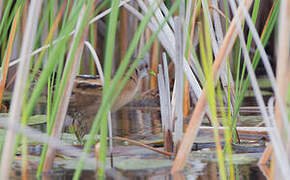 Little Crake