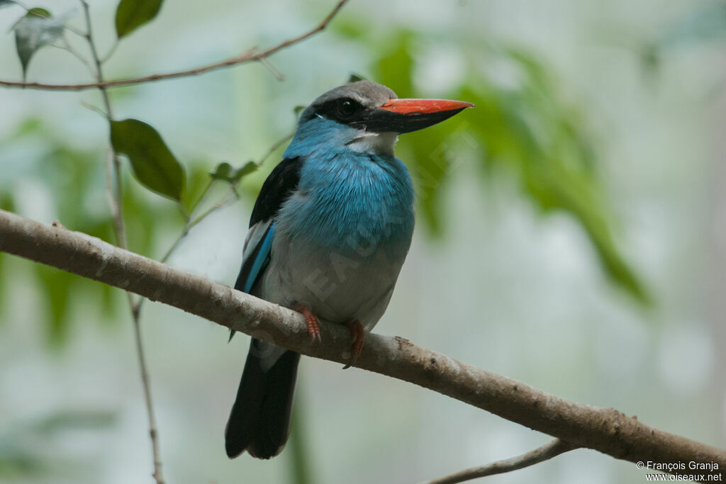 Blue-breasted Kingfisheradult