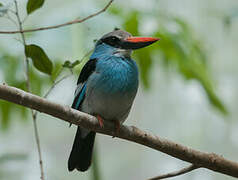 Blue-breasted Kingfisher