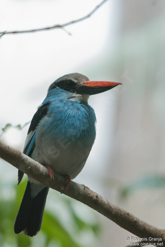 Blue-breasted Kingfisheradult