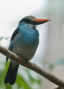 Blue-breasted Kingfisher