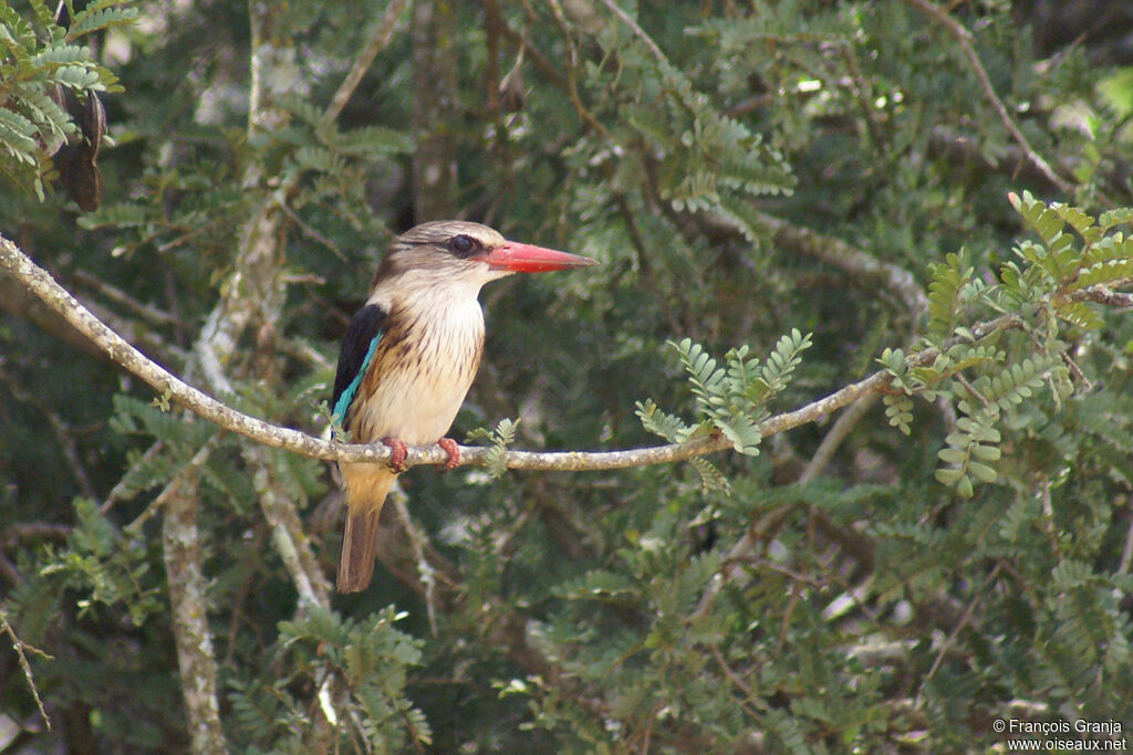 Brown-hooded Kingfisher