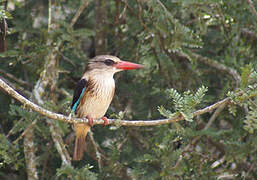 Brown-hooded Kingfisher