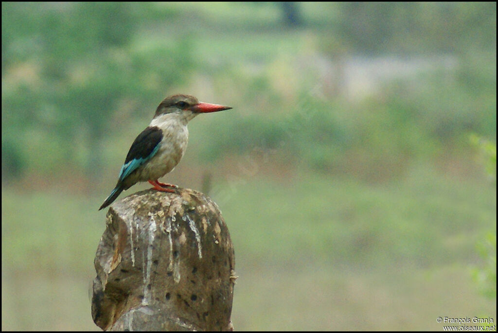 Brown-hooded Kingfisher