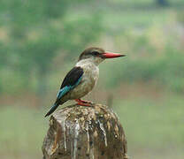 Brown-hooded Kingfisher