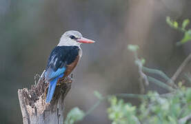 Grey-headed Kingfisher