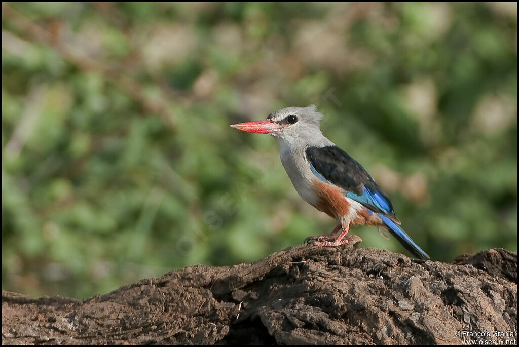 Grey-headed Kingfisher