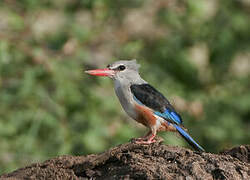 Grey-headed Kingfisher