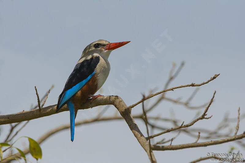 Grey-headed Kingfisheradult