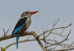 Grey-headed Kingfisher