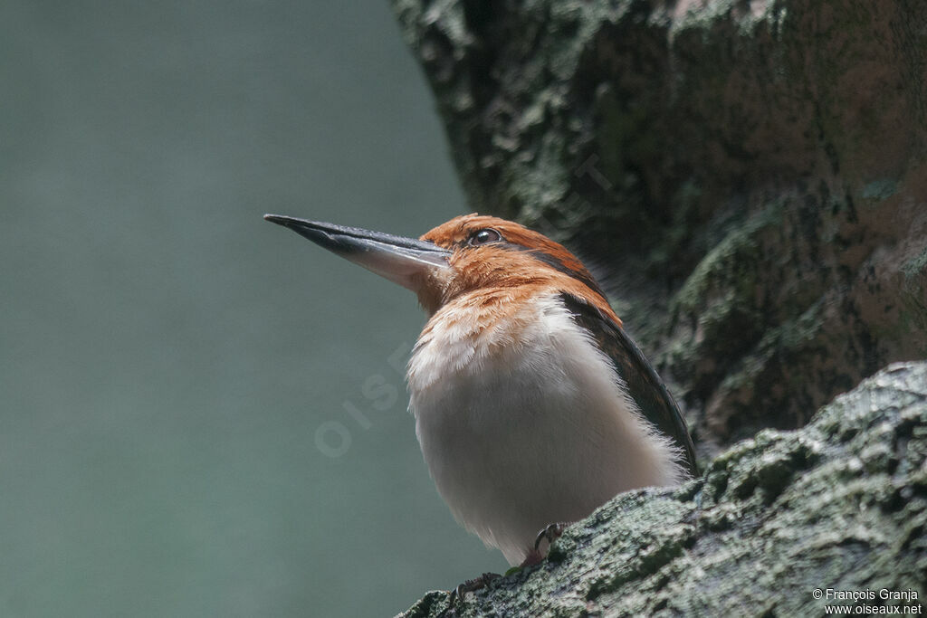 Guam Kingfisheradult