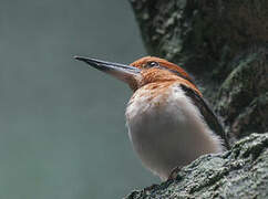 Guam Kingfisher