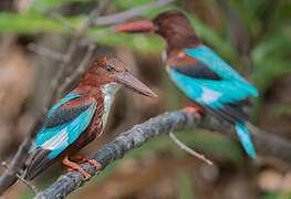 White-throated Kingfisher