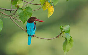 White-throated Kingfisher