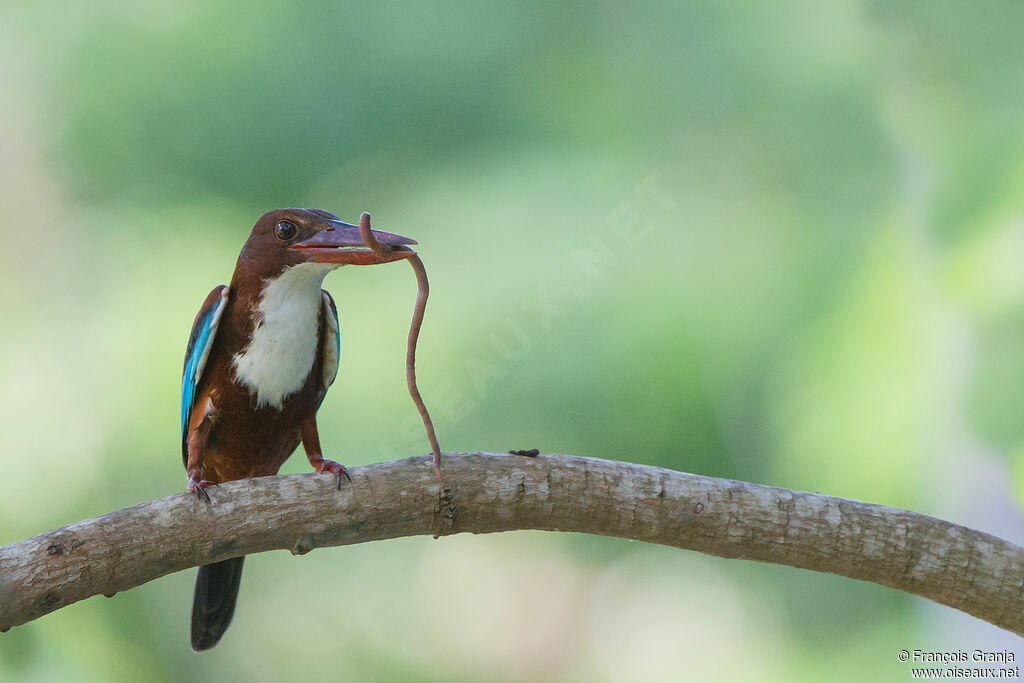 White-throated Kingfisher