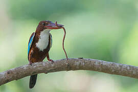 White-throated Kingfisher