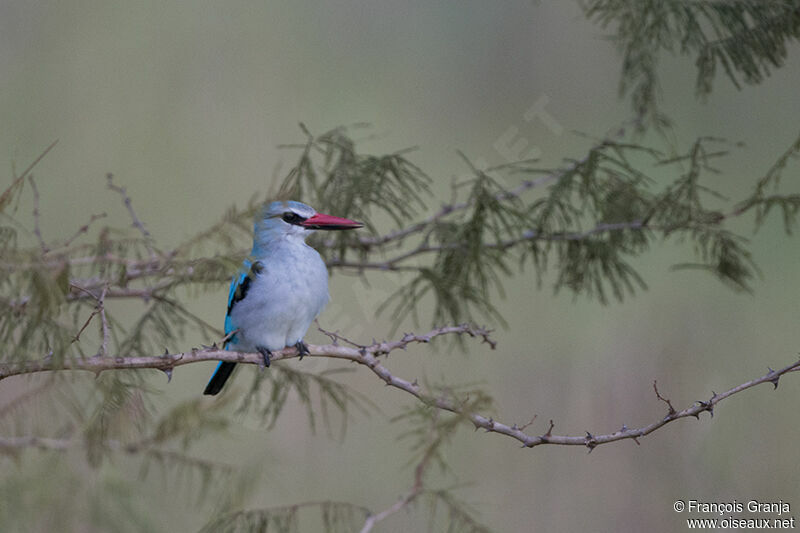 Woodland Kingfisheradult