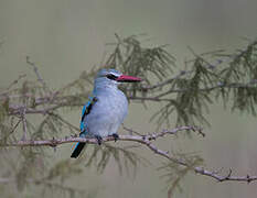 Woodland Kingfisher