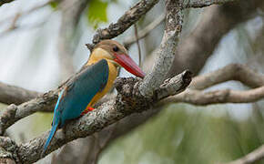 Stork-billed Kingfisher