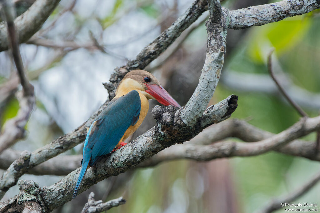 Stork-billed Kingfisher