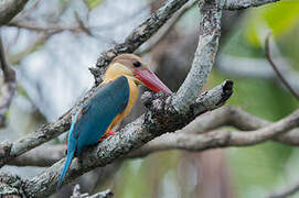 Stork-billed Kingfisher