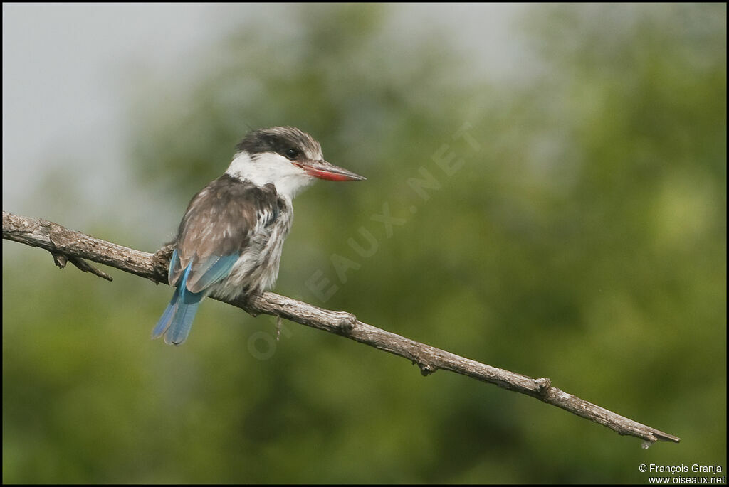 Striped Kingfisher