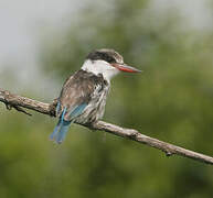 Striped Kingfisher