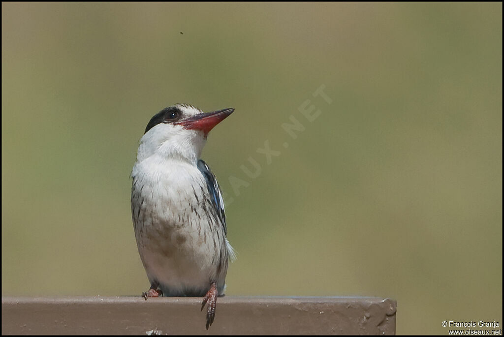 Striped Kingfisher