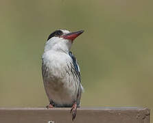 Striped Kingfisher