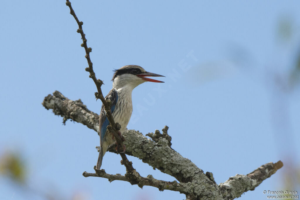 Striped Kingfisheradult