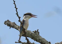 Striped Kingfisher