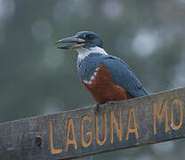 Ringed Kingfisher