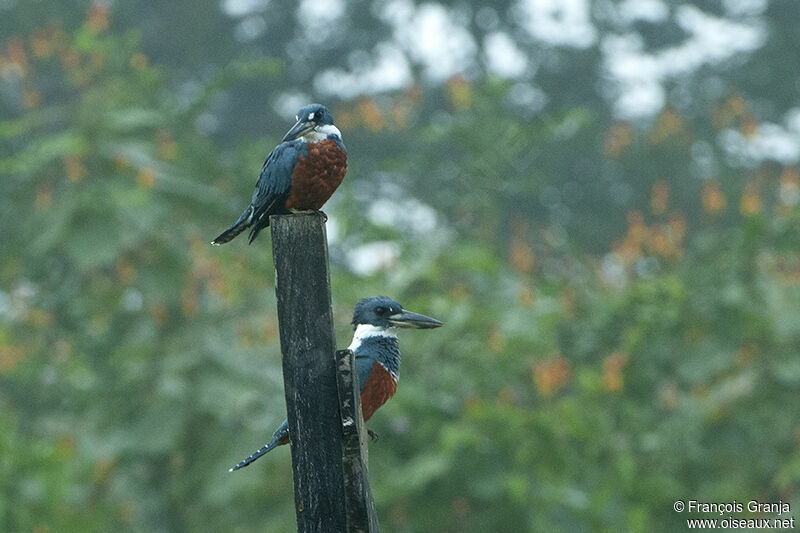 Ringed Kingfisher adult