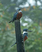 Ringed Kingfisher