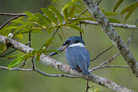 Ringed Kingfisher