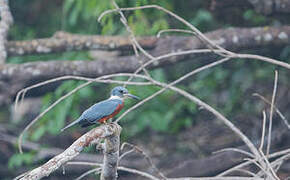 Ringed Kingfisher