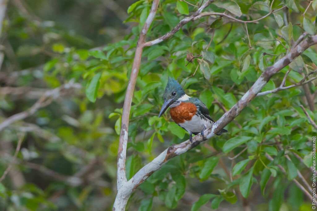 Amazon Kingfisher male