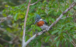 Amazon Kingfisher