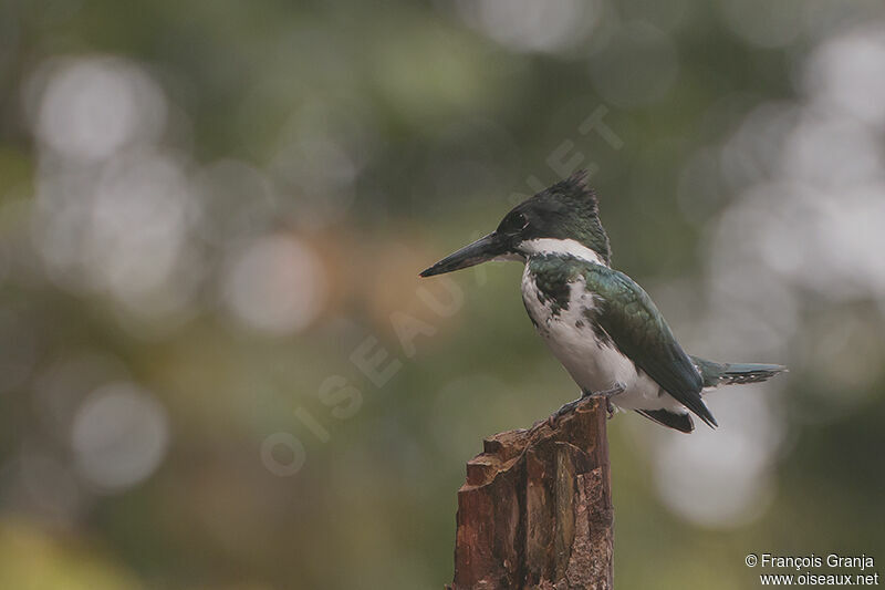 Amazon Kingfisher female adult