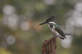 Amazon Kingfisher