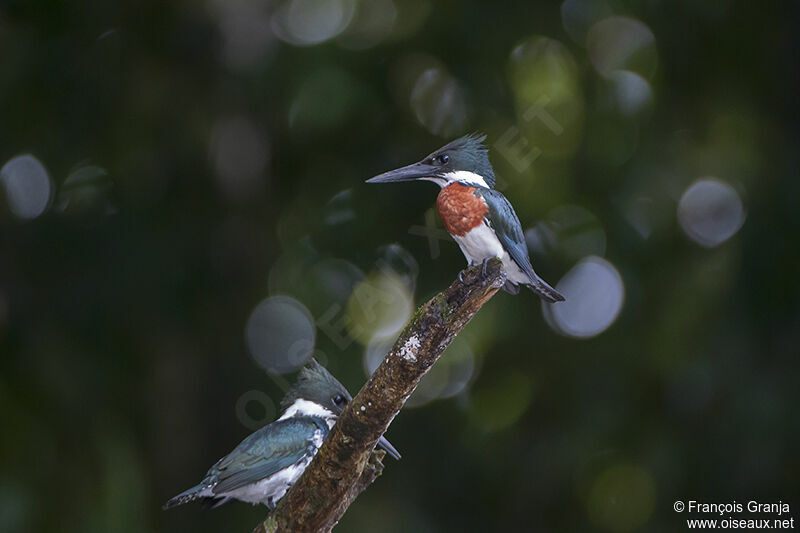 Amazon Kingfisheradult