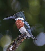 Amazon Kingfisher