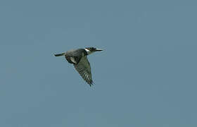 Belted Kingfisher